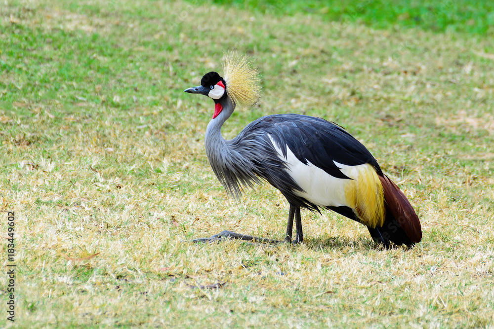 Naklejka premium Grey crowned crane.