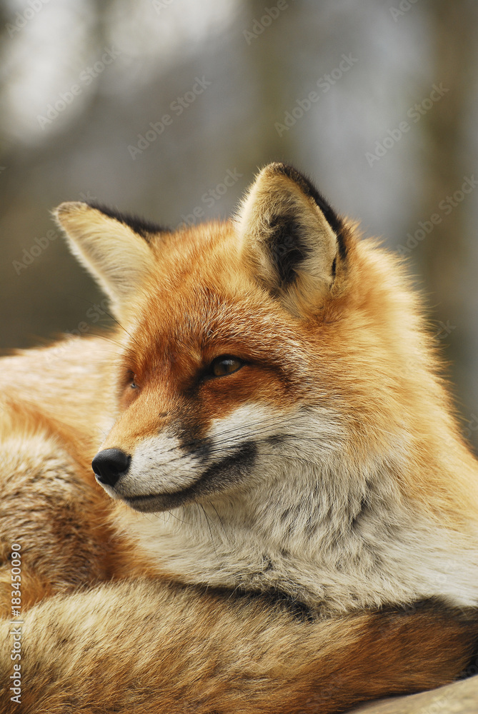 Naklejka premium Rotfuchs beim Beobachten