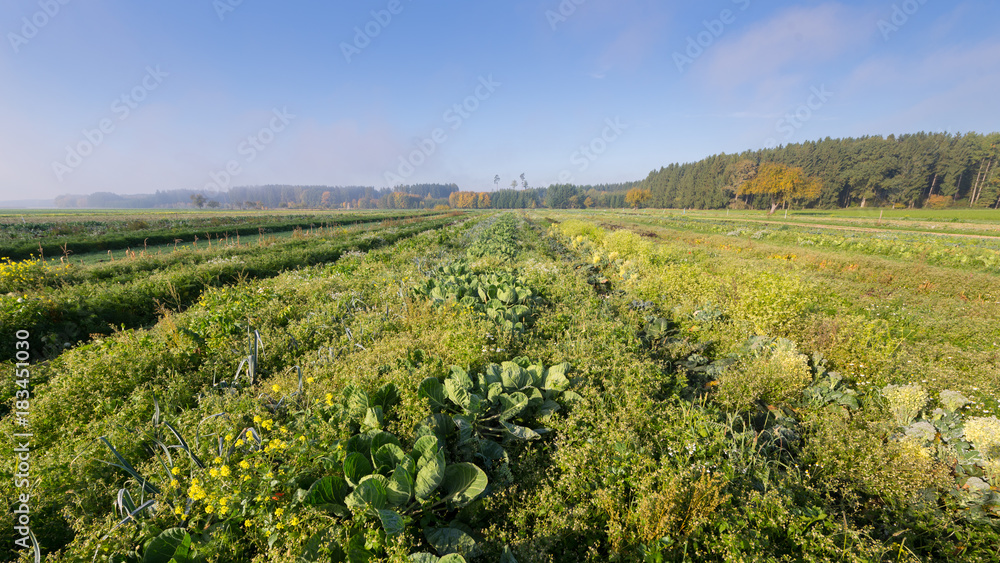 Bio-Gemüse frisch vom Feld