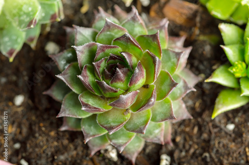 Succulent plant natural background