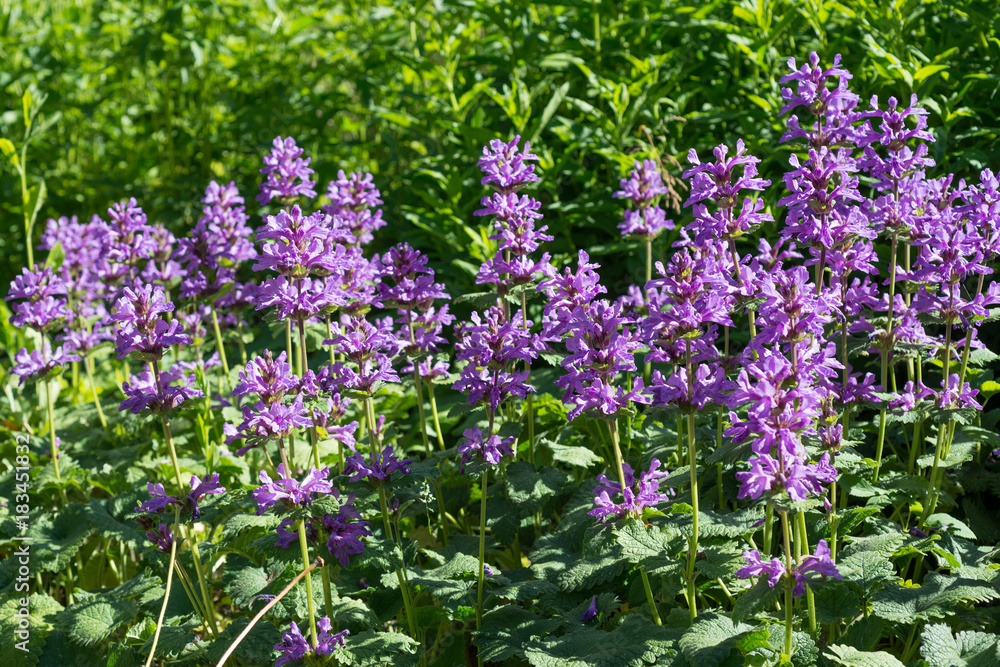 Fototapeta premium Salvia Flowers