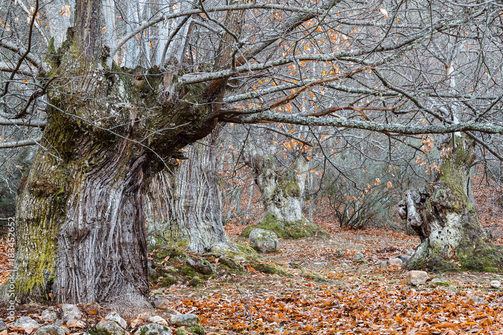 Bosque de castaños centenarios en otoño. Castanea sativa. Stock Photo