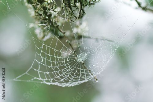 Spider web during Indian summer.