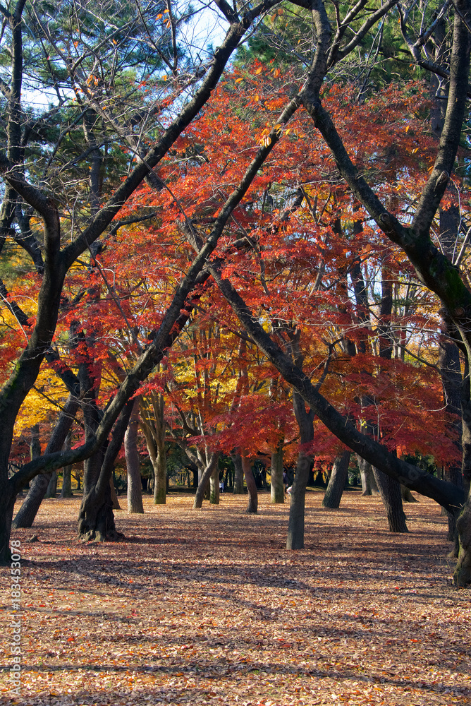Naklejka premium Autumn foliage in Tokyo's Yoyogi Park, Japan