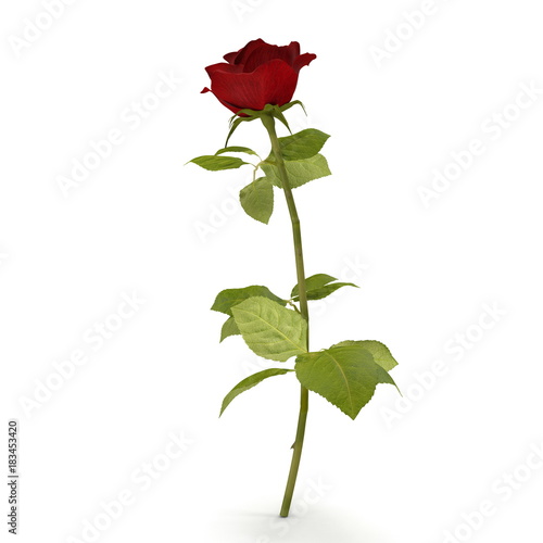 Single beautiful red rose isolated on white. 3D illustration