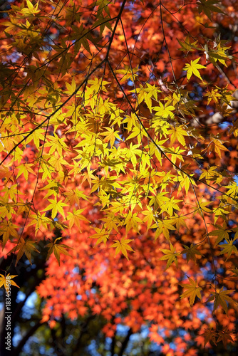 Autumn colors of Japanese maples and Ginko biloba in Tokyo's Yoyogi Park