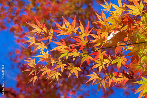 Autumn colors of Japanese maples and Ginko biloba in Tokyo's Yoyogi Park