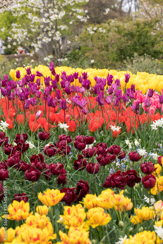 colorful tulips and daffodils  blooming in a garden