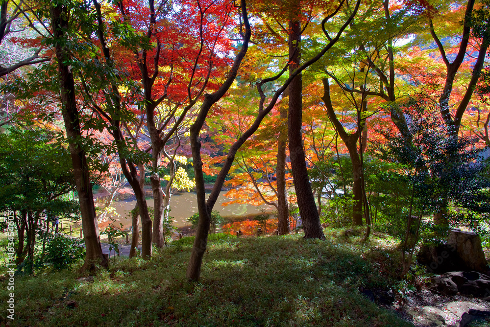 Autumn colors of Japanese maples and Ginko biloba trees in a garden in Tokyo's Shinagawa ward