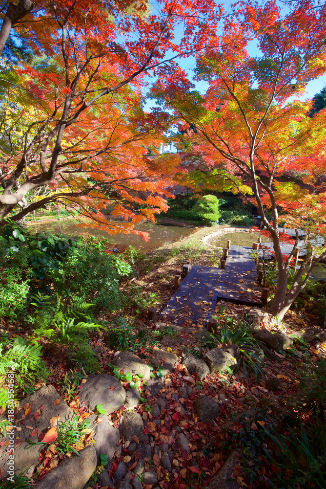 Autumn colors of Japanese maples and Ginko biloba trees in a garden in Tokyo's Shinagawa Ward