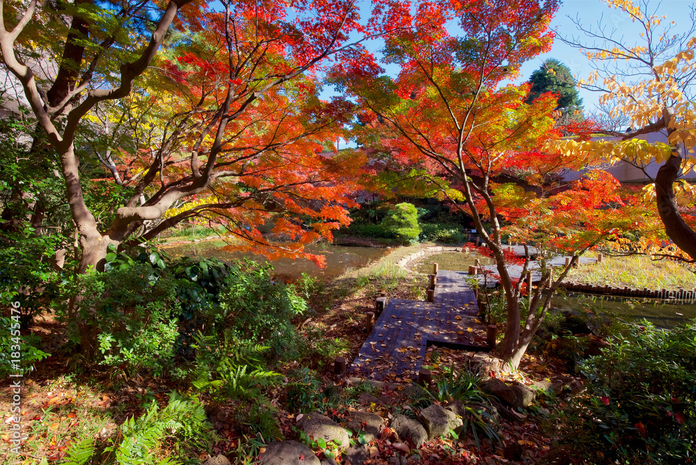 Autumn colors of Japanese maples and Ginko biloba trees in a garden in Tokyo's Shinagawa Ward Autumn colors of Japanese maples and Ginko biloba trees in a garden in Tokyo's Shinagawa Ward