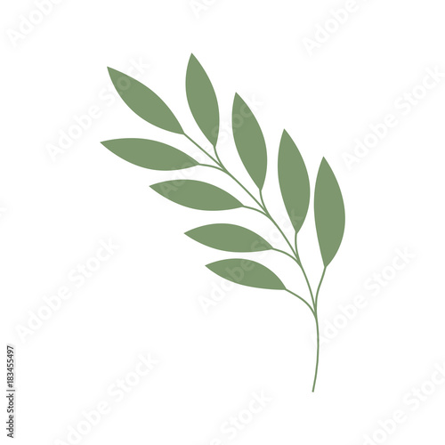 olive branch isolated icon vector illustration design