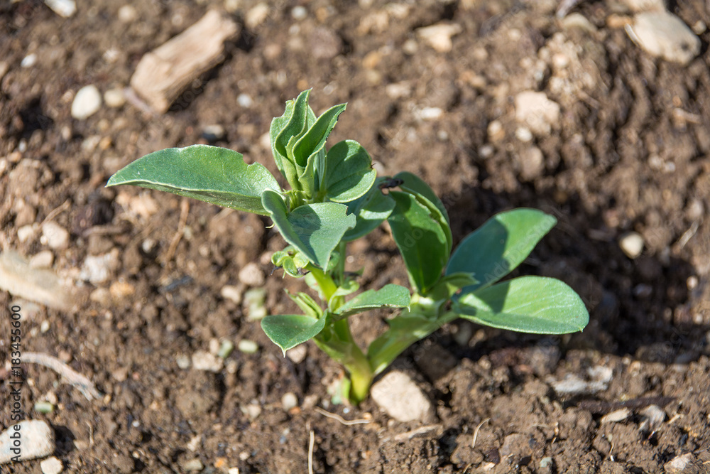 Broad bean seedling in allotment/garden. Broad bean seedling in allotment/garden.