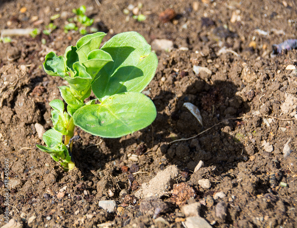 Broad bean seedling in allotment/garden. Broad bean seedling in allotment/garden.