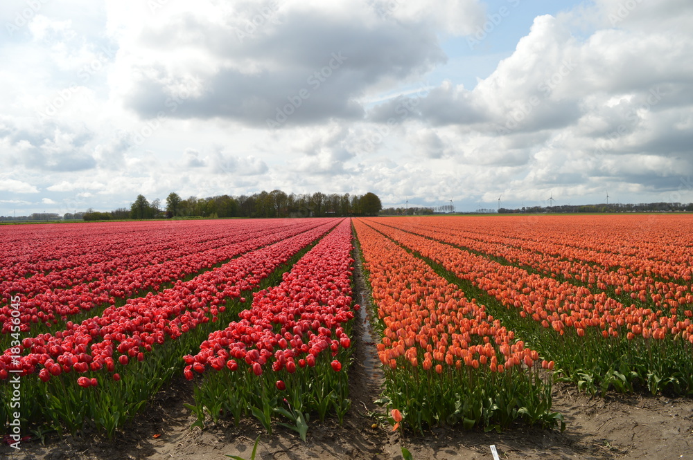 Tulips in february, Noordoostpolder, Netherlands