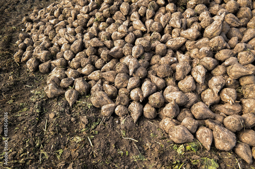 Sugar beet at the field after harvest in Germany
