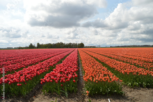 Tulips in february  Noordoostpolder  Netherlands