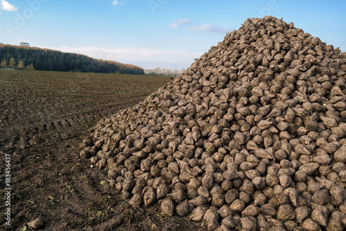Sugar beet at the field after harvest in Germany
