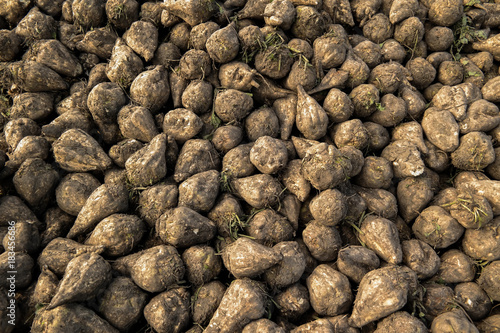 Sugar beet at the field after harvest in Germany