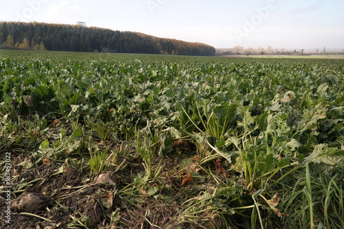 Fields of sugar beet in Germany