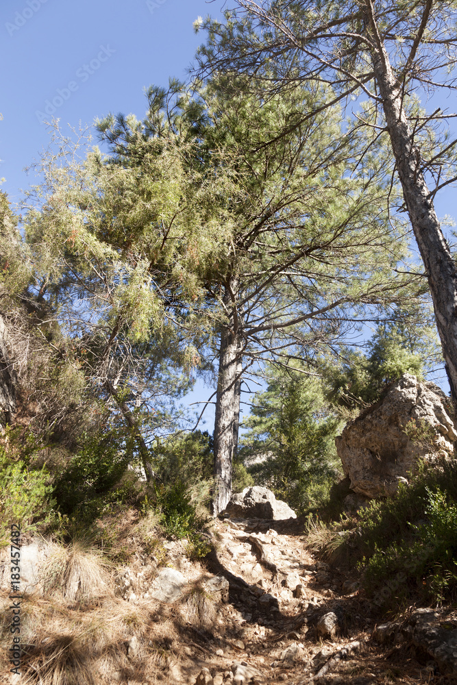 Pine tree Pine tree