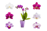 Orchid in a pot and six different orchids