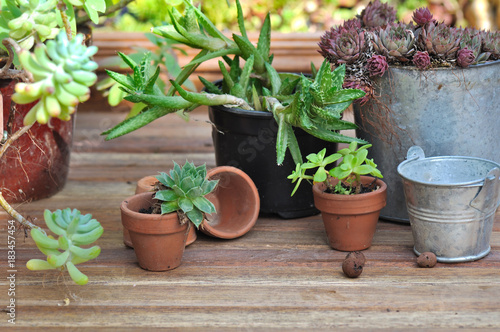 succulent plants in pot on wooden floor