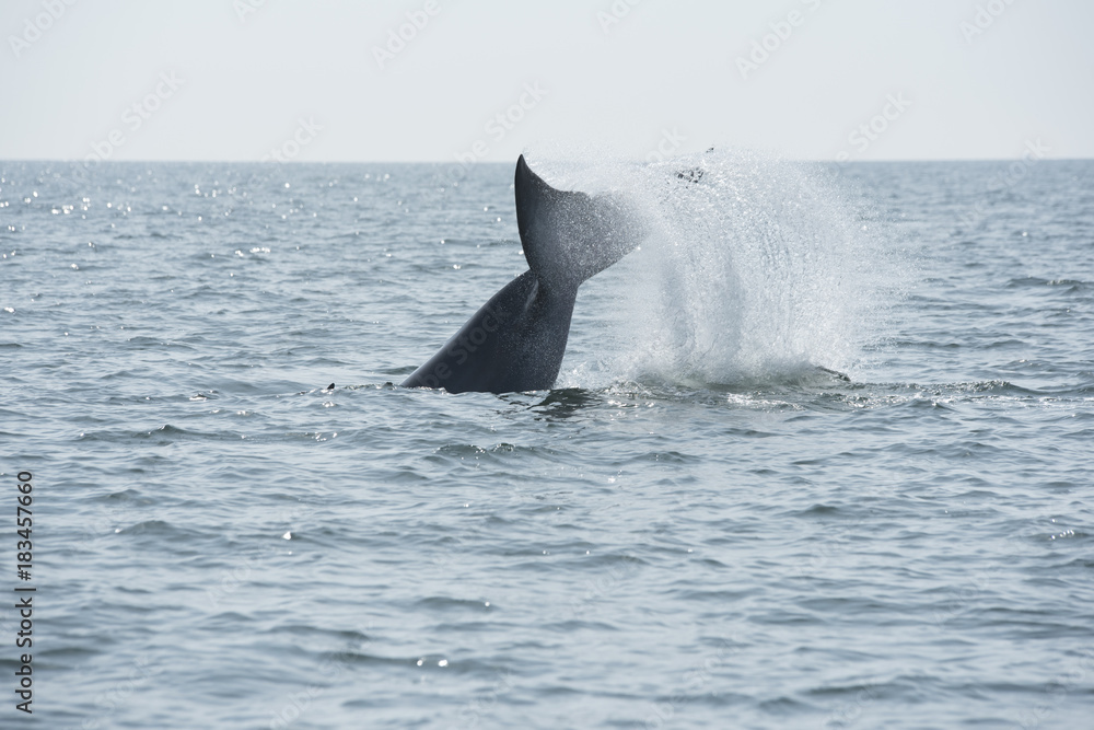 Fototapeta premium Bryde's whale, Whale in gulf of Thailand..
