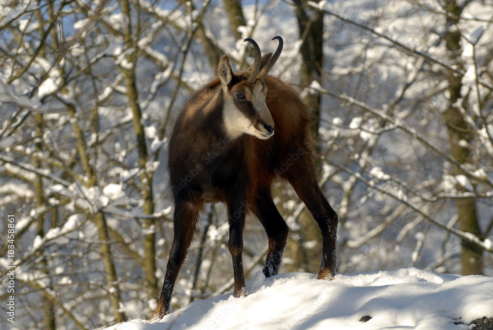 Gamsbock im Winter Gamsbock im Winter