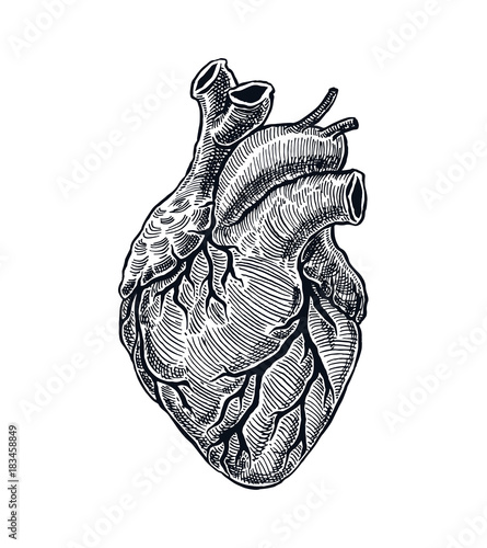 Realistic Human Heart