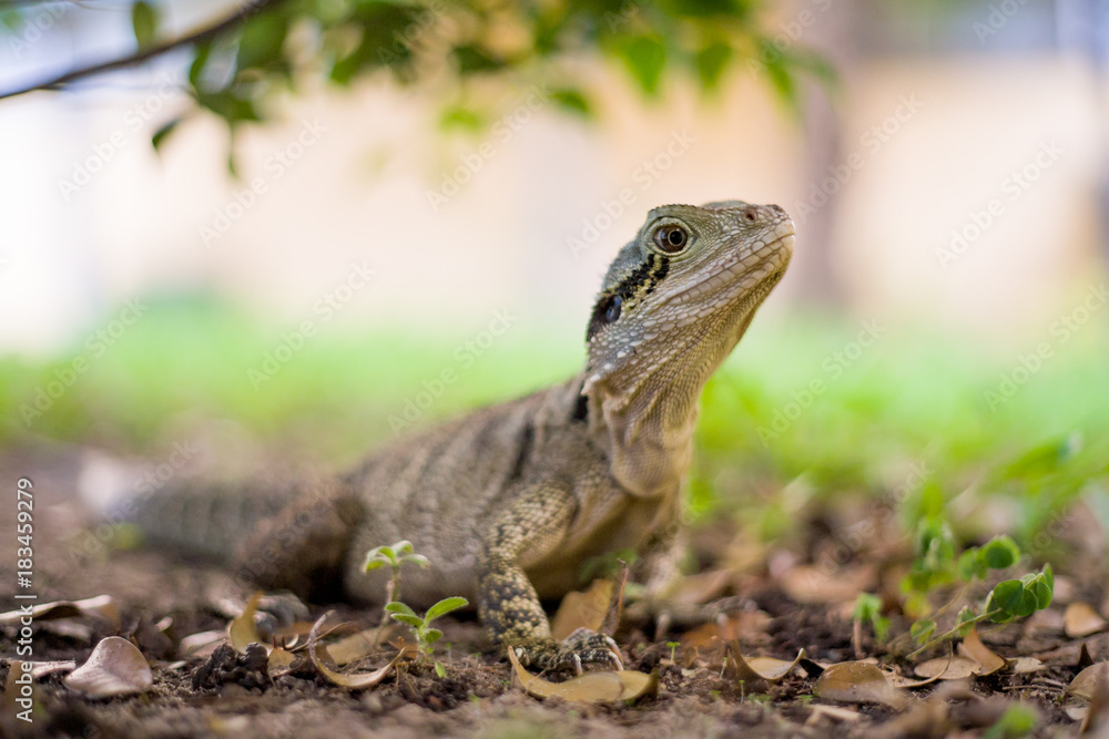 Eastern water dragon is a common reptile on the Gold Coast, Queensland. Eastern water dragon is a common reptile on the Gold Coast, Queensland.