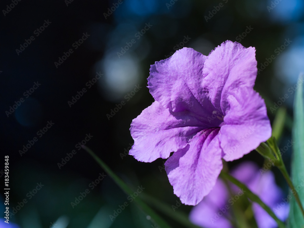 Obraz premium Violet Britton’s Wild Petunia or Mexican Bluebell flower.