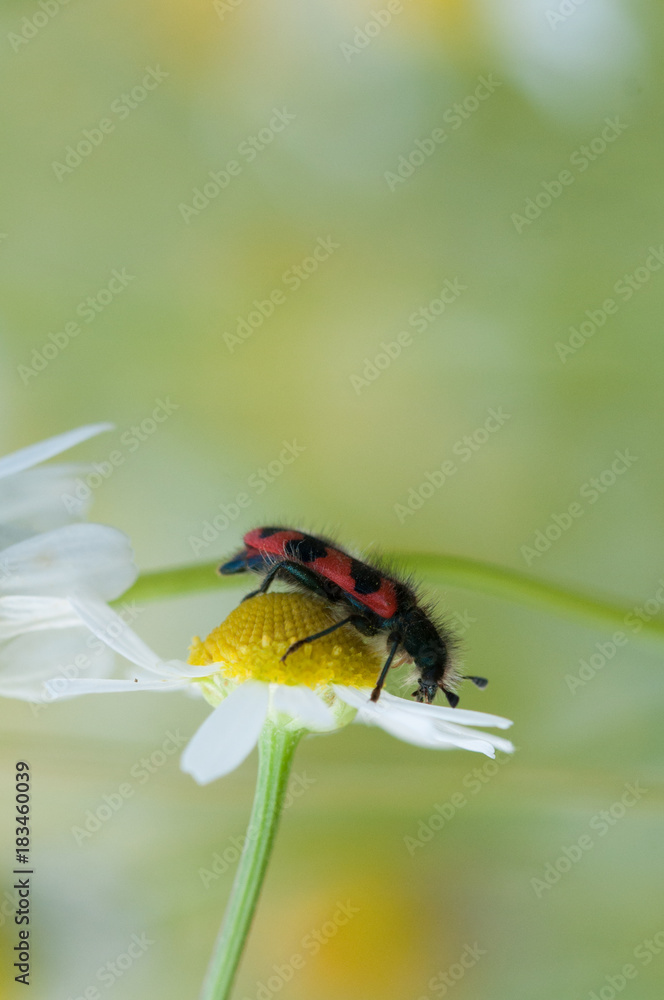 Black and red beetle sits on chamomile flowers. Black and red beetle sits on chamomile flowers.