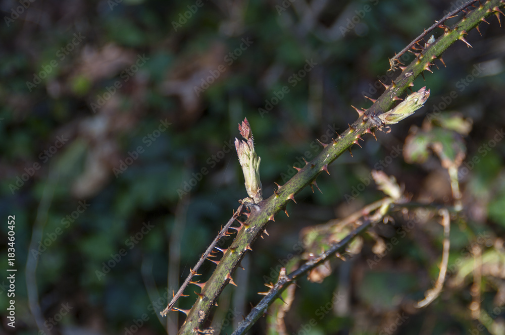 Black berry blossom in spring. Black berry blossom in spring.