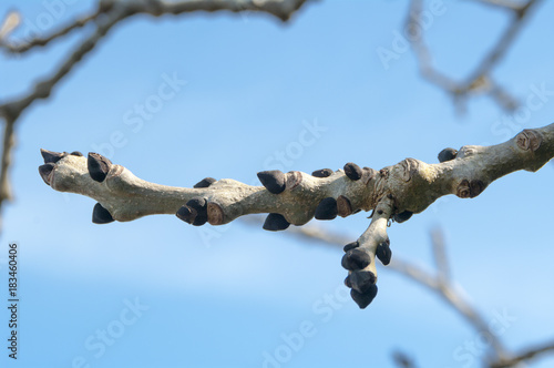 Budding Ash tree in spring.