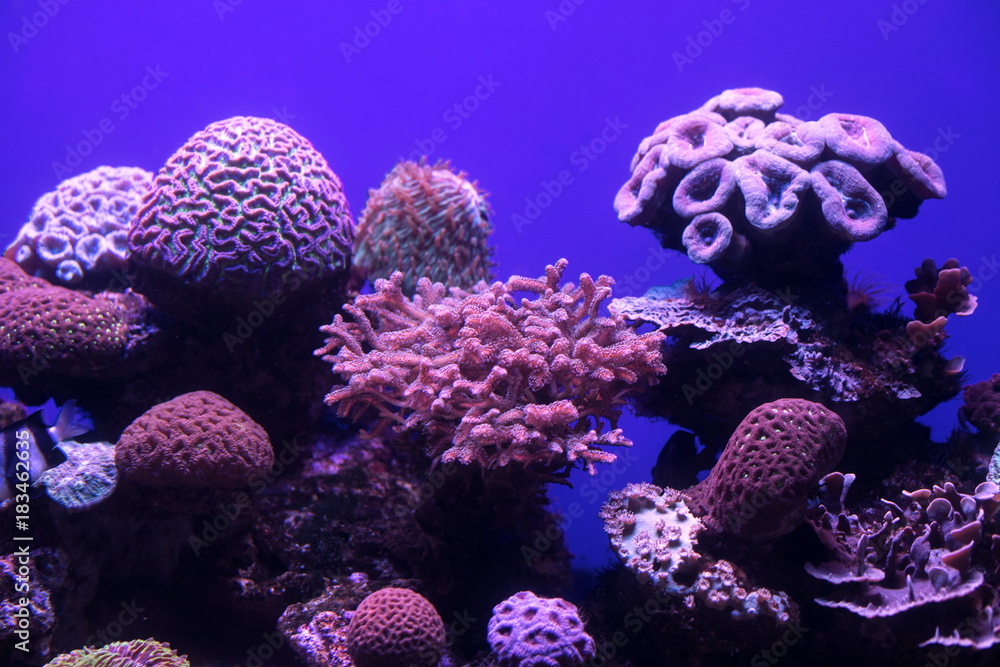 Naklejka premium underwater life 