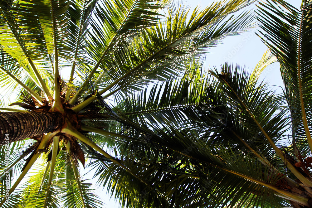 The view on the coconut palm trees on a background of a blue sky. Bangkok, Thailand. The view on the coconut palm trees on a background of a blue sky. Bangkok, Thailand.