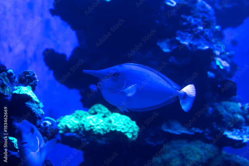 Fototapeta premium underwater life 