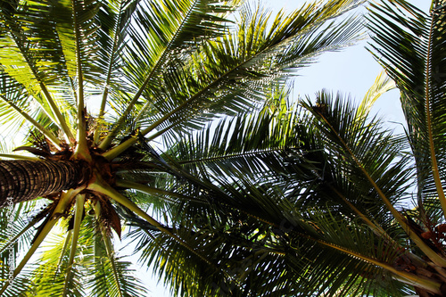 The view on the coconut palm trees on a background of a blue sky. Bangkok  Thailand.