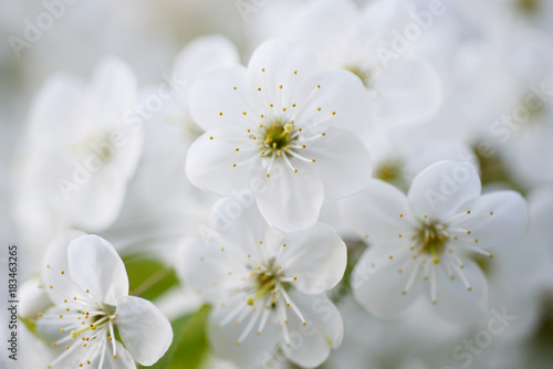 Blossoming of cherry flowers in spring time with green leaves and copyspace, macro