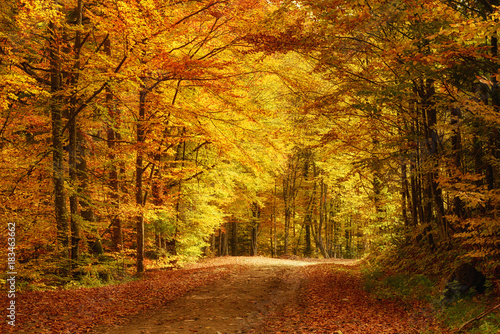 Beautiful sunny autumn landscape with fallen dry red leaves  road through the forest and yellow trees