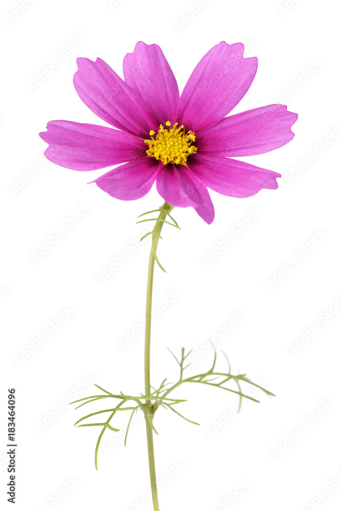 Pink garden cosmos