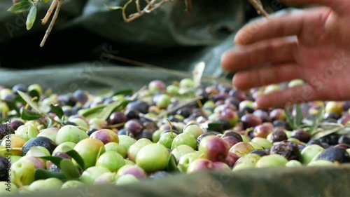 Man hand holding colorful organic olives on ground at plantation close up
