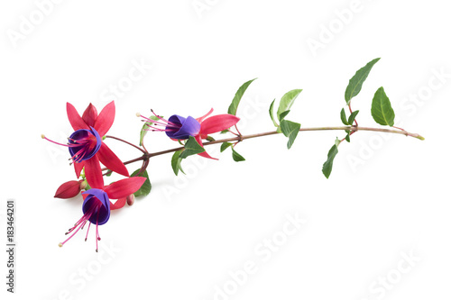 Photo Fuchsia branch with flowers