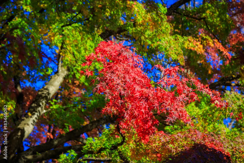 Fototapeta premium Red maple leaves in autumn season with blue sky blurred background, taken from Japan.