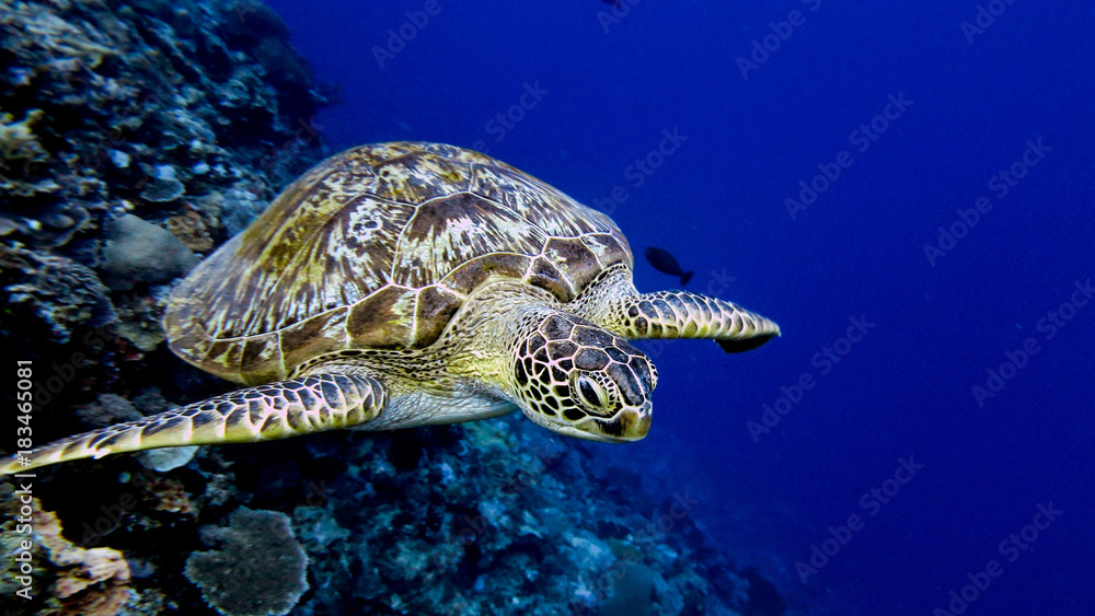 Obraz premium Turtle from indonesia