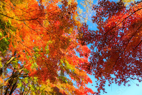 Red maple leaves in autumn season with blue sky blurred background, taken from Japan.