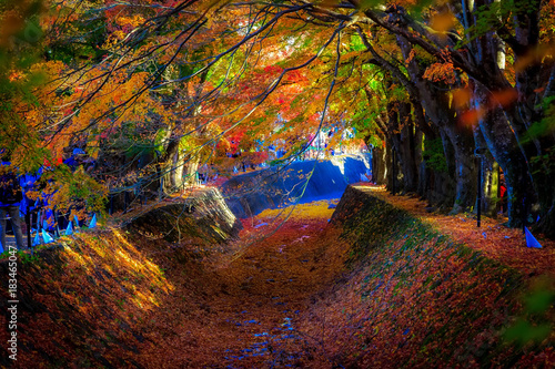 Japan maple leaves in the Maple corridor (Momiji Kairo) at autumn season, Kawaguchiko, Fujiyoshida, Yamanashi, Japan
