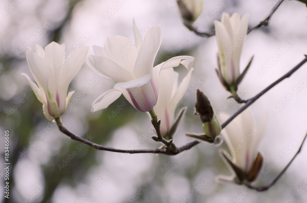 Blossoming of magnolia white flowers in spring time, retro vintage hipster image Blossoming of magnolia white flowers in spring time, retro vintage hipster image