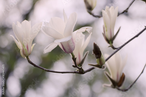 Blossoming of magnolia white flowers in spring time, retro vintage hipster image © Roxana